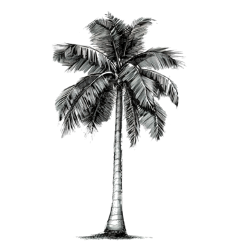 Palm Tree